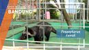 Penangkaran Luwak, Bandung Penangkaran Luwak, Bandung