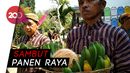 Manten Kopi, Ritual yang Diminati Wisatawan Luar Negeri Manten Kopi, Ritual yang Diminati Wisatawan Luar Negeri