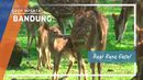 Bayi Rusa Tutul Bayi Rusa Tutul
