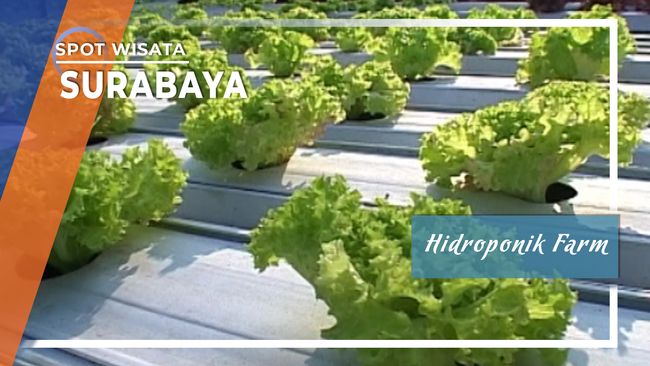 Hidroponik Farm Surabaya