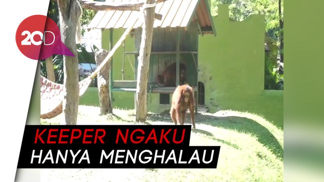 Di Medsos Ada Kabar Orang Utan Disiksa Pengelola KBS Buka Di Medsos Ada Kabar Orang Utan Disiksa Pengelola KBS Buka