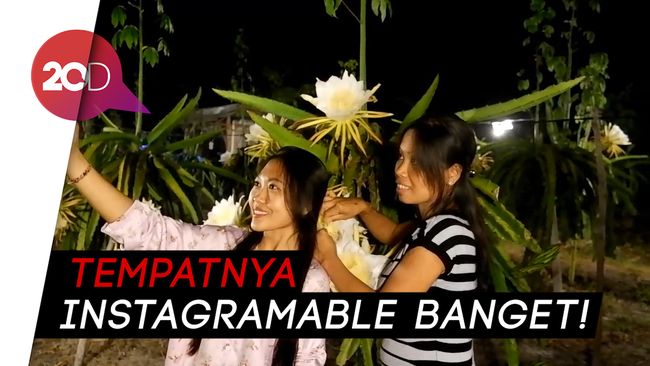 Gemerlapnya Kebun Buah Naga Ini di Malam Hari