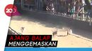 Gemasnya! Lihat Karapan Kelinci di Sampang Gemasnya! Lihat Karapan Kelinci di Sampang