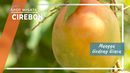 Mangga Gedong Gincu Grage Cirebon Mangga Gedong Gincu Grage Cirebon