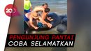 Sekawanan Paus Pilot Terdampar Sekawanan Paus Pilot Terdampar