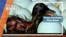 Proses Penetasan Telur Bebek Brebes Proses Penetasan Telur Bebek Brebes