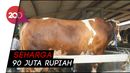 Jokowi Berkurban Sapi Berbobot 1,2 Ton di Banten Jokowi Berkurban Sapi Berbobot 1,2 Ton di Banten