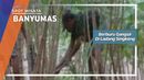 Gangsir Ajibarang Banyumas, Membuat Kicau Burung Lebih Indah Gangsir Ajibarang Banyumas, Membuat Kicau Burung Lebih Indah