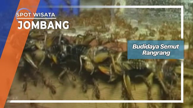 Semut Rangrang Budidaya Pakan Burung Desa Temuwulan Perak Jombang