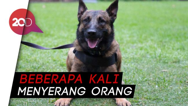 Tewaskan Art Semua Anjing Milik Presenter Bima Aryo Diobservasi