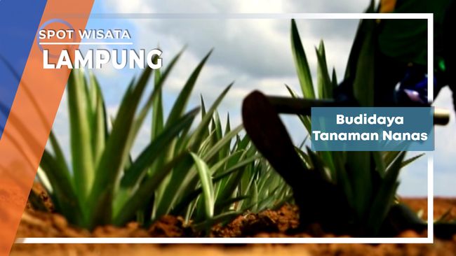 Budidaya Tanaman Nanas, Lampung
