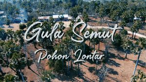 Mengenal Gula Semut dari Pohon Kehidupan Pulau Rote