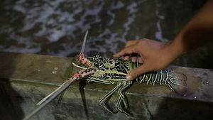 Lobster Produk Tersohor yang Dibanggakan Warga Simeulue 