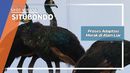Penangkaran Merak di Alam Liar Situbondo Penangkaran Merak di Alam Liar Situbondo