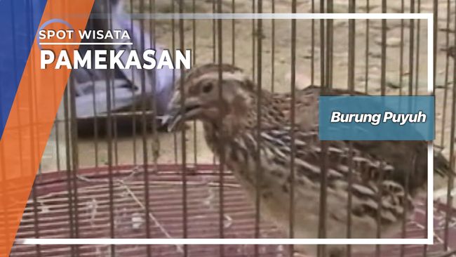 40++ Sarang burung puyuh hutan terbaru