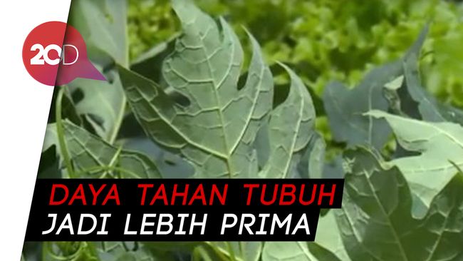 Daun Pepaya Rasa Pahit Yang Kaya Manfaat Kesehatan 2202