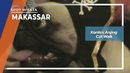 Kontes Anjing Cat Walk, Makassar Kontes Anjing Cat Walk, Makassar