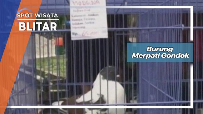 Burung Merpati Gondok Blitar