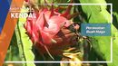 Perawatan Buah Naga, Kendal Perawatan Buah Naga, Kendal