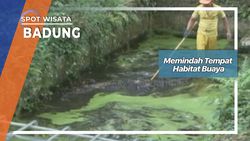 Memindah Tempat Habitat Buaya, Badung Memindah Tempat Habitat Buaya, Badung