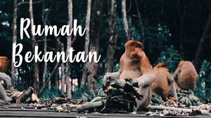 Hutan Mangrove Tarakan, Rumah Bagi Primata Asli Borneo yang Hadapi Kepunahan