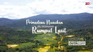 Primadona Nunukan Itu Bernama Rumput Laut