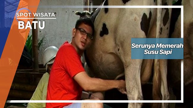 Serunya Memerah Susu Sapi Batu