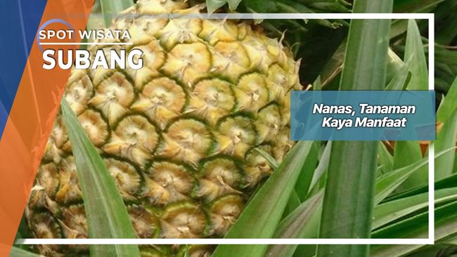 Nanas Tanaman Kaya Manfaat Subang