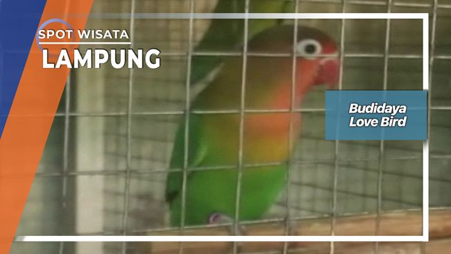 Budidaya Love Bird Lampung