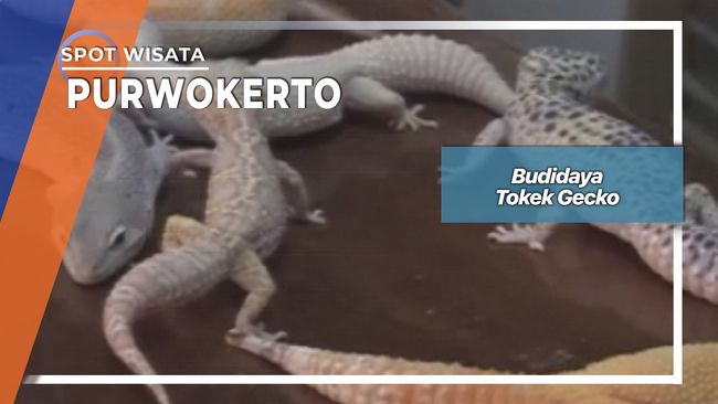 Budidaya Tokek Gecko Purwokerto