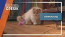 Kontes Kucing di Gresik Kontes Kucing di Gresik