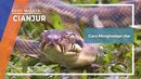 Menghadapi Ular Cianjur Jawa Barat Menghadapi Ular Cianjur Jawa Barat