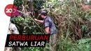 BBKSDA Riau Temukan 170 Jerat Satwa, Ini yang Terjadi Jika Tersentuh BBKSDA Riau Temukan 170 Jerat Satwa, Ini yang Terjadi Jika Tersentuh