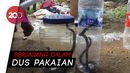 Petugas Damkar Purwakarta Tangkap 13 Anak Kobra di Rumah Warga Petugas Damkar Purwakarta Tangkap 13 Anak Kobra di Rumah Warga