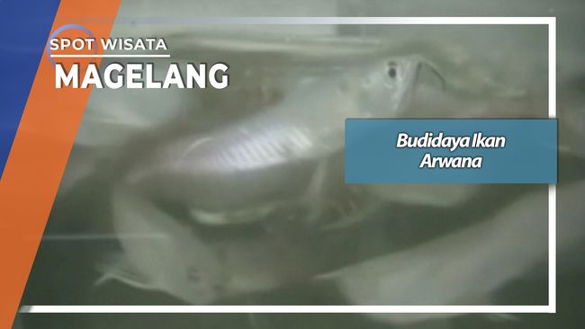 Budidaya Ikan Arwana Magelang