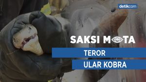 Saksi Mata: Teror Ular Kobra
