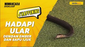 Hadapi Ular dengan Ember Kosong dan Sapu Ijuk