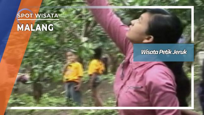 Wisata Petik Jeruk Selorejo Dau Malang