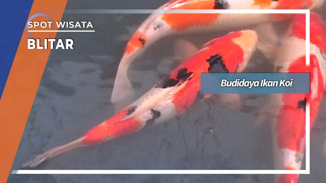 Budidaya Ikan Koi Blitar