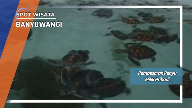 Wisata penyu banyuwangi