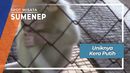 Uniknya Kera Putih Desa Torjek Kangayan Sumenep Uniknya Kera Putih Desa Torjek Kangayan Sumenep