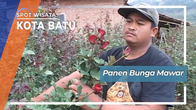 Panen Bunga Mawar Desa Gunungsari Bumiaji Kota Batu Jawa Timur