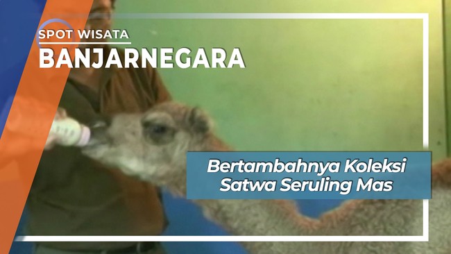 Koleksi Satwa Seruling Mas, Banjarnegara