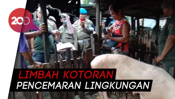 Petugas Tertibkan Peternakan Babi di Makassar