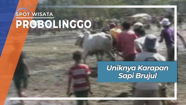 Karapan Sapi Brujul, Probolinggo