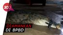 Mangsa 2 Warga, Buaya 5 Meter di Konawe Ditangkap! Mangsa 2 Warga, Buaya 5 Meter di Konawe Ditangkap!