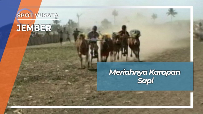 Karapan Sapi Di Perantauan Kecamatan Gumukmas Jember