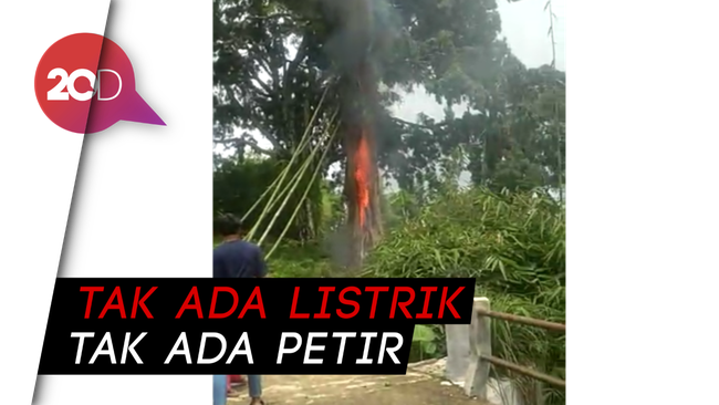 Bikin Heboh! Pohon Terbakar Misterius di Makam Pemalang