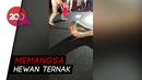 Penampakan Ular Piton Jumbo yang Turun ke Permukiman Warga di Maros Penampakan Ular Piton Jumbo yang Turun ke Permukiman Warga di Maros