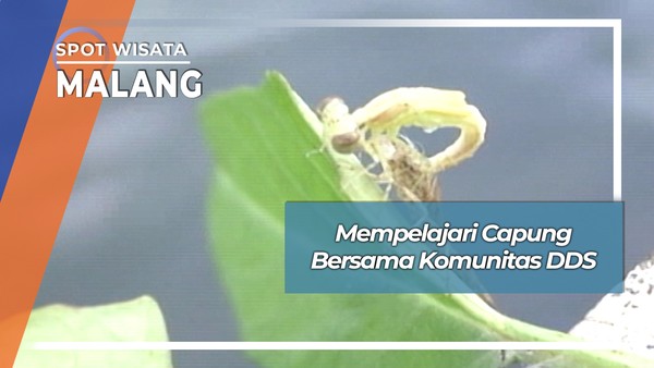 Mempelajari Capung Bersama Komunitas DDS, Malang